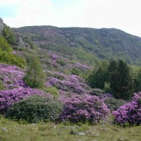 Rhododendron